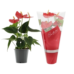 Anthurium Esudo in Couture sleeve