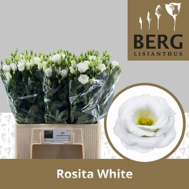 <h4>EUS G ROSI  WHITE</h4>