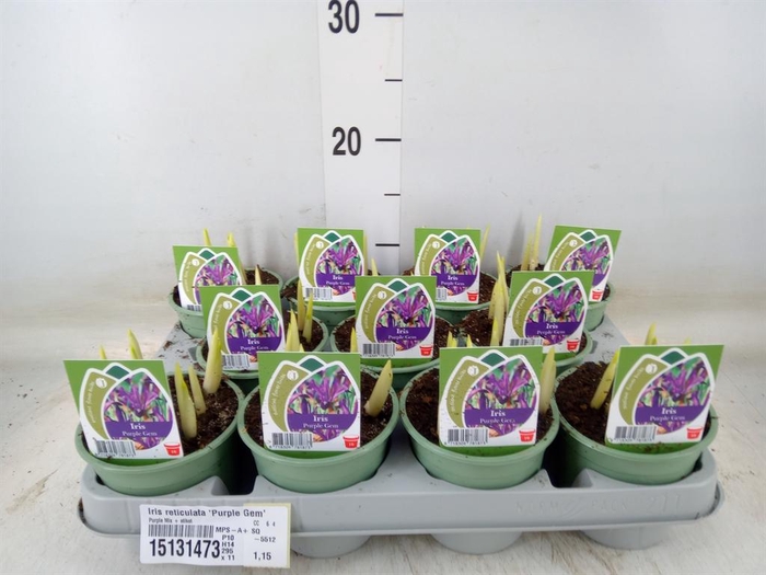 <h4>Iris reticulata 'Purple Gem'</h4>