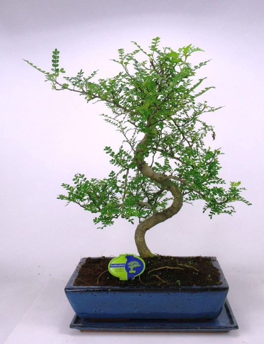 <h4>Zanthoxylum piperitum, 35 cm., shape, with dip tray</h4>