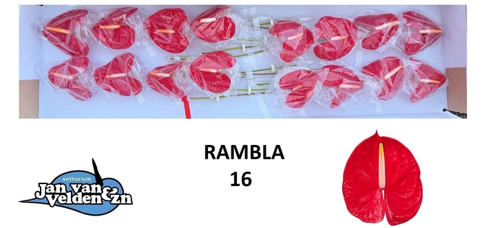 <h4>ANTH A RAMBLA</h4>