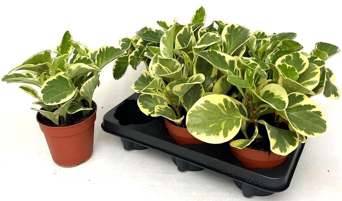 <h4>PEP OBT VARIEGATA</h4>