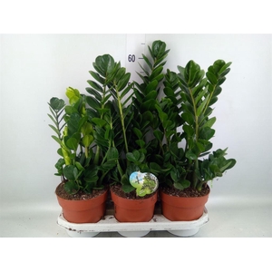 Zamioculcas zamiifolia 'Midori'