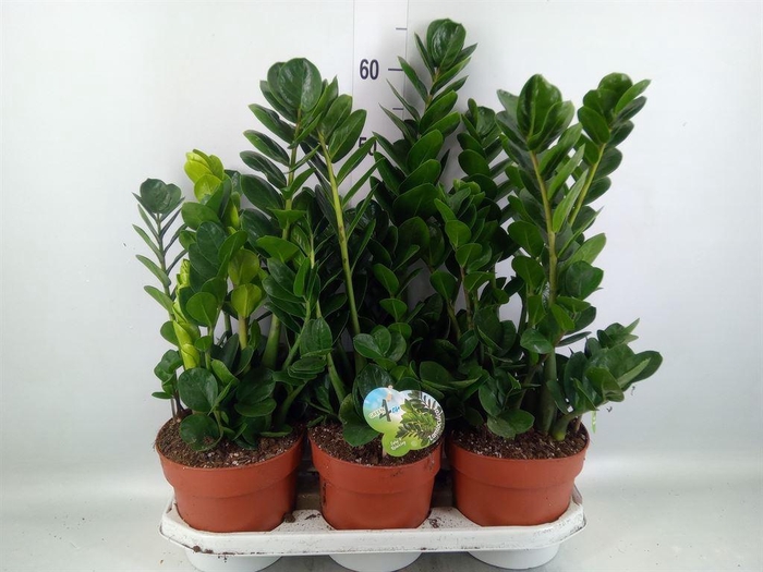 <h4>Zamioculcas zamiifolia 'Midori'</h4>