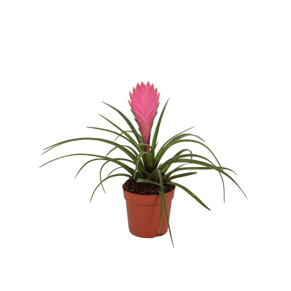 <h4>7 cm Tillandsia Cyanea</h4>