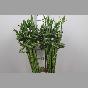 Drac Lucky Bamboo 80cm