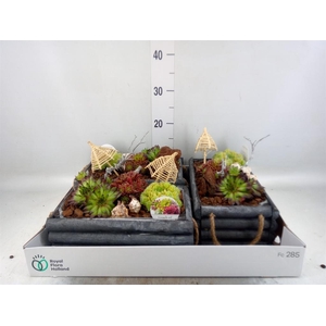 Arr. Sempervivum L%