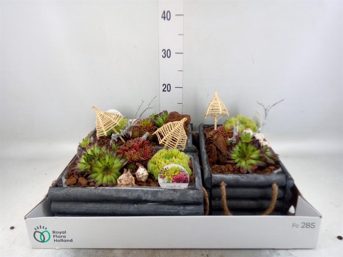 <h4>Arr. Sempervivum L%</h4>