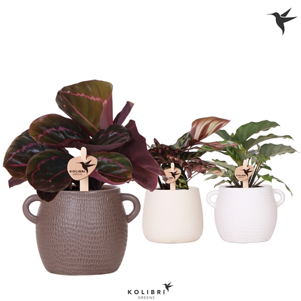 <h4>Kolibri Greens Calathea mix in Scales pot mix</h4>