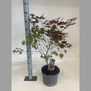 ACER PALMATUM