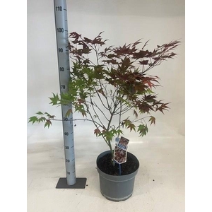 ACER PALMATUM