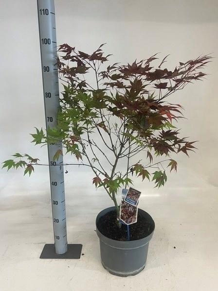 <h4>ACER PALMATUM</h4>