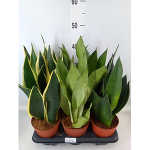 Sansevieria trifa.   ...