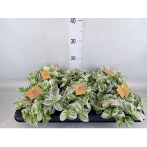 Tradescantia  'Brightness'
