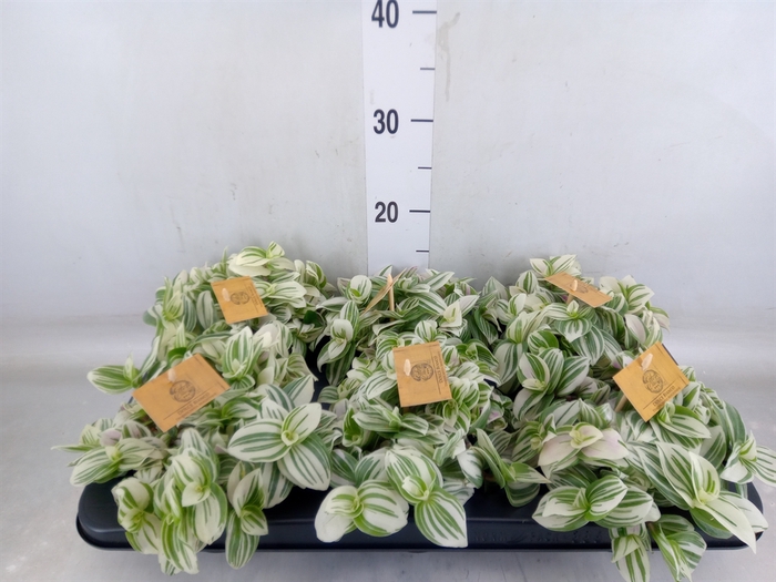 <h4>Tradescantia  'Brightness'</h4>