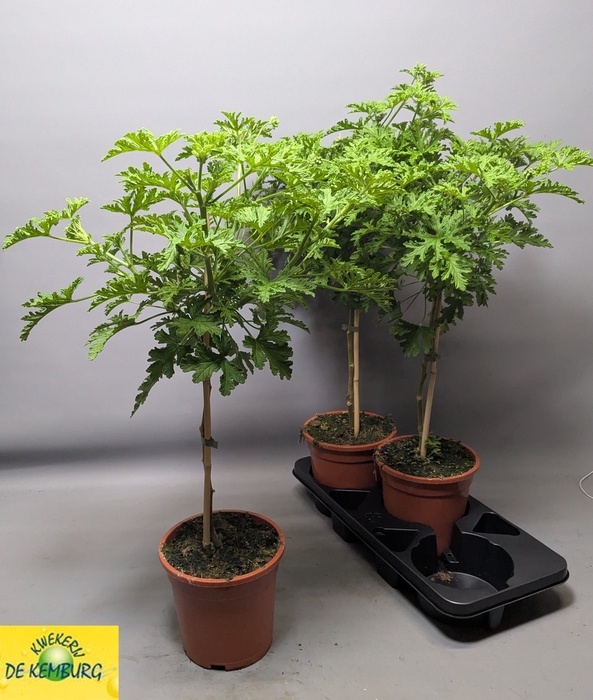 <h4>PEL GRAV LEMON TREE</h4>