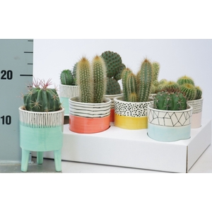 CACTUS OV
