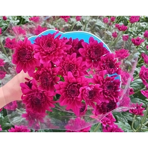 Chr Lamira Purple