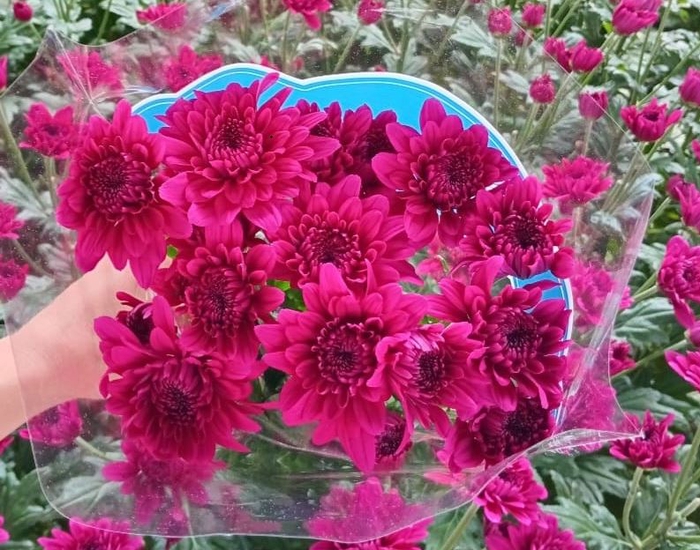 Chr Lamira Purple