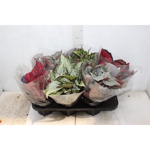 BEGONIA BELEAF P15 PO