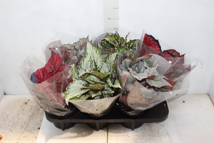 <h4>BEGONIA BELEAF P15 PO</h4>