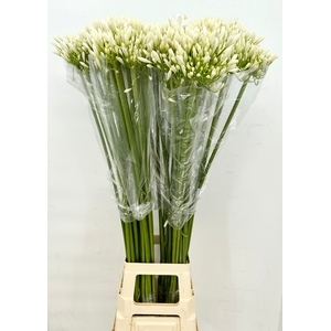 Agapanthus White Heaven