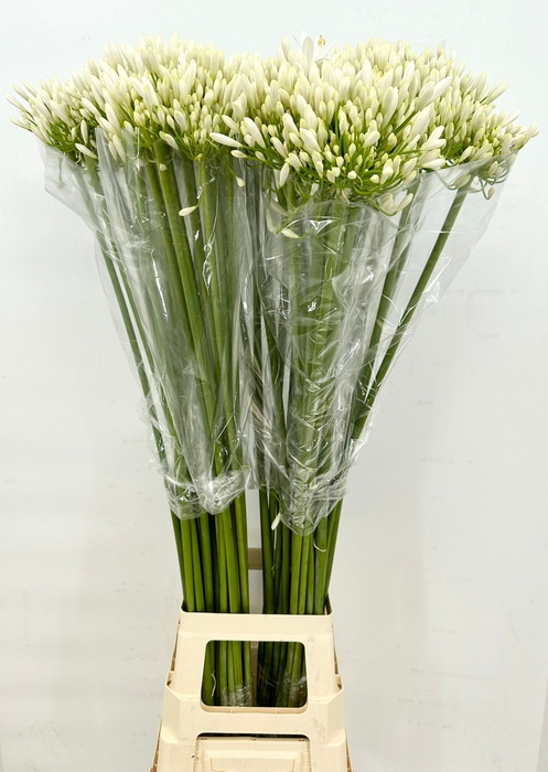 <h4>Agapanthus White Heaven</h4>