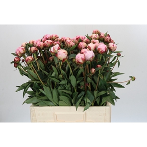Paeonia Sarah Bernhardt Ongeplozen