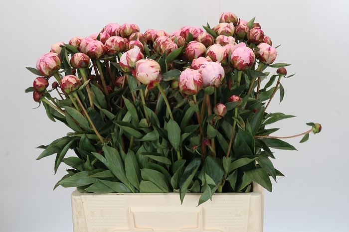 <h4>Paeonia Sarah Bernhardt Ongeplozen</h4>