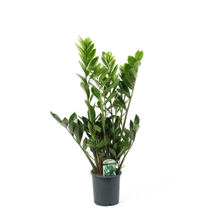 Zamioculcas Lucky Classic 7+ veren
