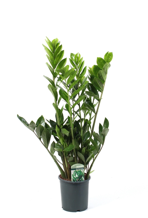 <h4>Zamioculcas Lucky Classic 7+ veren</h4>