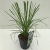 Cortaderia selloana Pumila