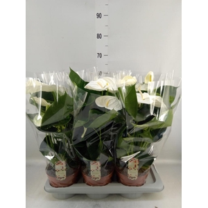 Anthurium andr. 'Alpine'