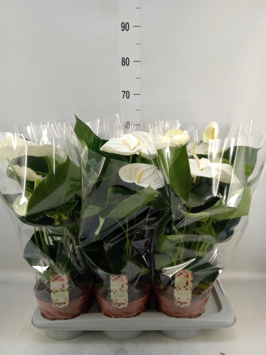 <h4>Anthurium andr. 'Alpine'</h4>