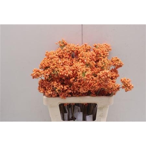 Bessen Orange