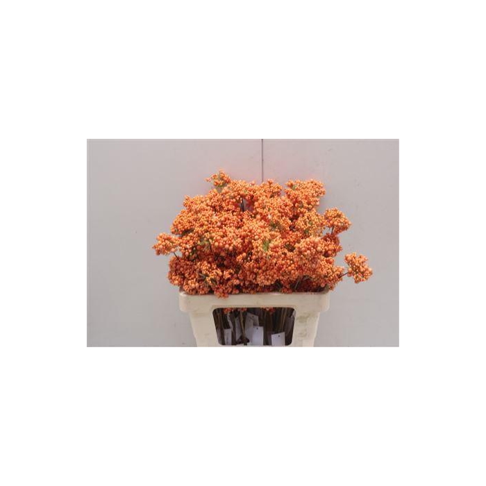 <h4>Bessen Orange</h4>