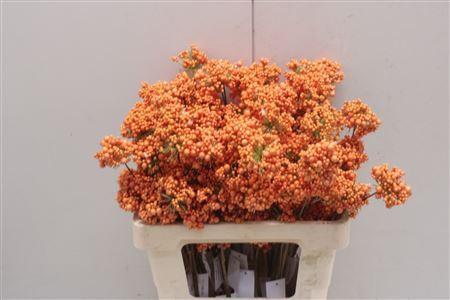 Bessen Orange