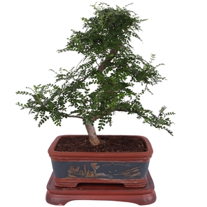 Bonsai Zanthoxylum in Ø40cm Ceramic Special Pot