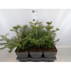 Abies koreana