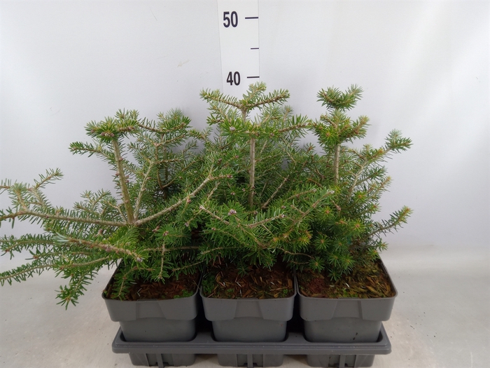 <h4>Abies koreana</h4>