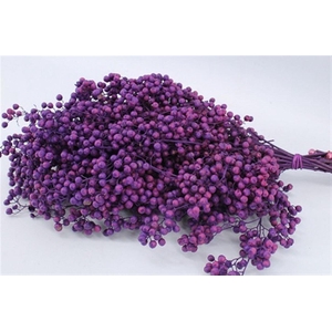 Schinus M Pt Purple Bunch