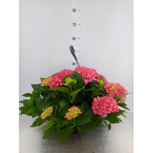 Hydrangea mac. 'Hi River'
