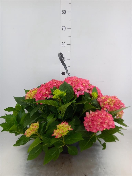 <h4>Hydrangea mac. 'Hi River'</h4>