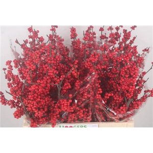 Ilex Magical Crimson