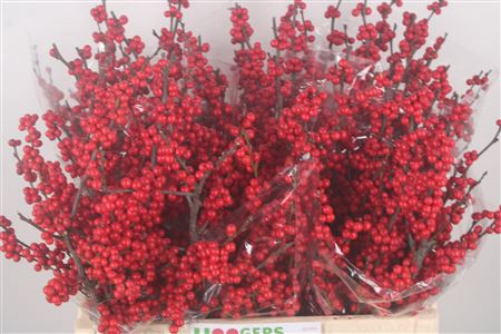 <h4>Ilex Magical Crimson</h4>