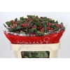 Hypericum True Romance Spray