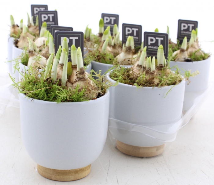 <h4>ARR N TETE A TETE</h4>