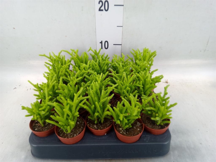 <h4>Crassula ...</h4>