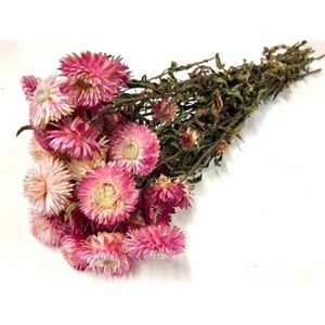 DROOG HELICHRYSUM ROZE
