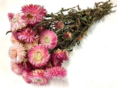 <h4>DROOG HELICHRYSUM ROZE</h4>